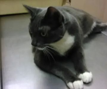 Garden Grove Dog and Cat Hospital