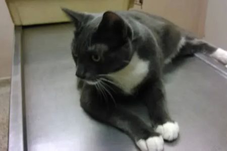 Garden Grove Dog and Cat Hospital