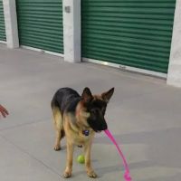Animal Discount Clinic ico