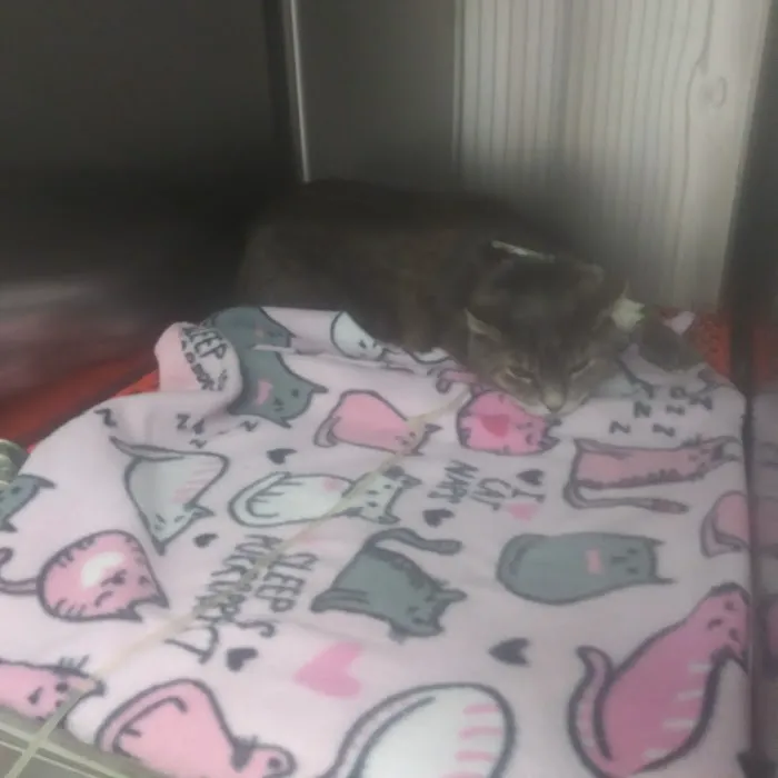 Beach Boulevard Pet Hospital 3