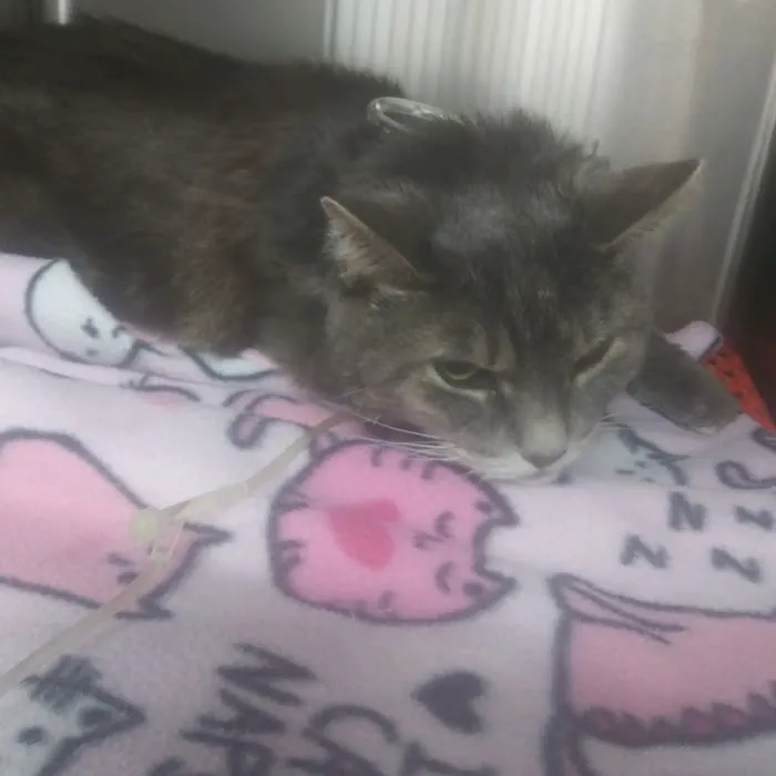 Beach Boulevard Pet Hospital 1