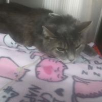 Beach Boulevard Pet Hospital ico