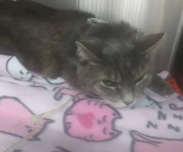 Beach Boulevard Pet Hospital