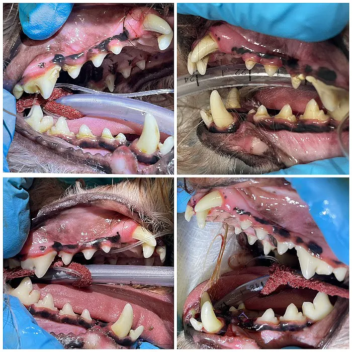 Pet Dental Solutions 10