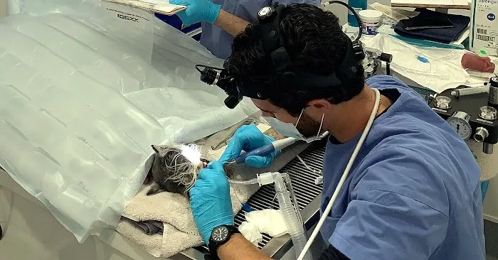 Pet Dental Solutions 4