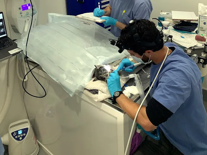 Pet Dental Solutions 9