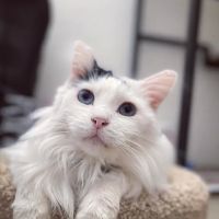 Pet Dental Solutions ico