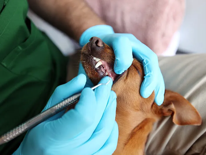 Qualified Pet Dental 12