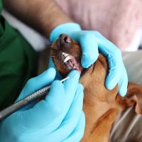 Qualified Pet Dental ico
