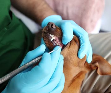 Qualified Pet Dental