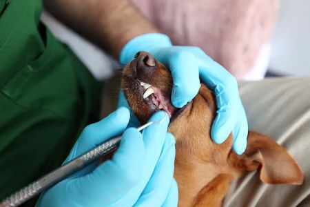 Qualified Pet Dental