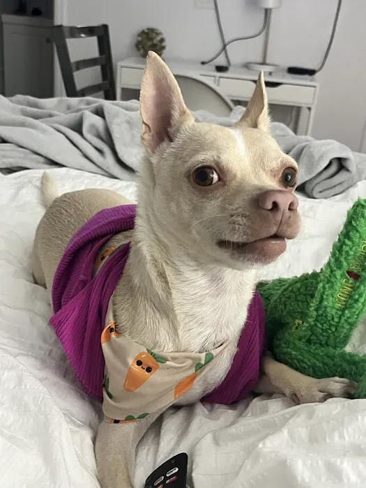 Qualified Pet Dental 12