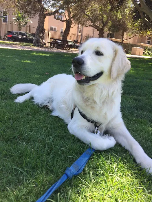 Qualified Pet Dental 12