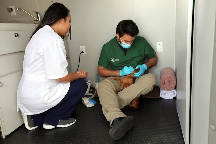 Qualified Pet Dental 12