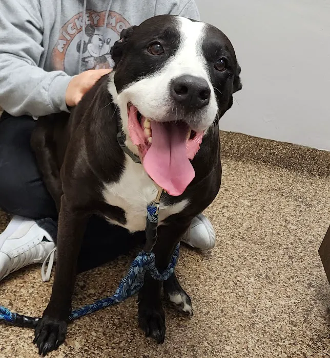 Katella Animal Clinic 12
