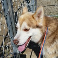 Katella Animal Clinic ico