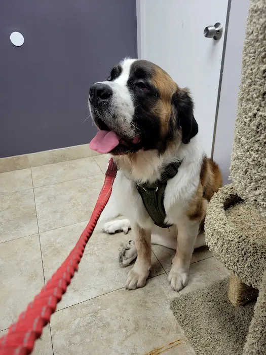 Katella Animal Clinic 12