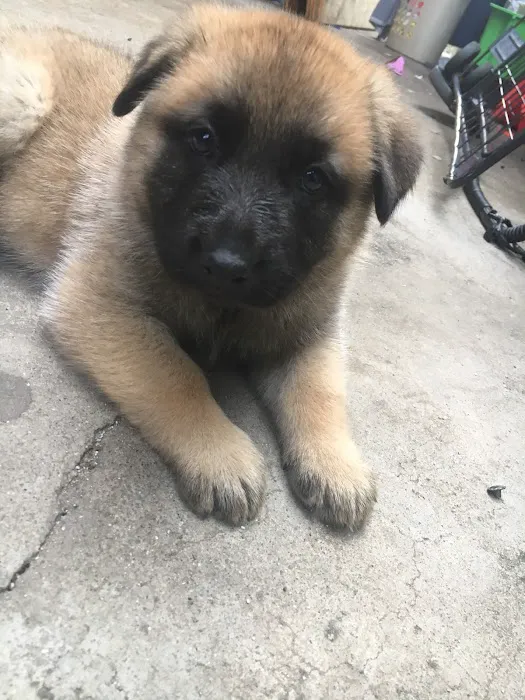 Katella Animal Clinic 12