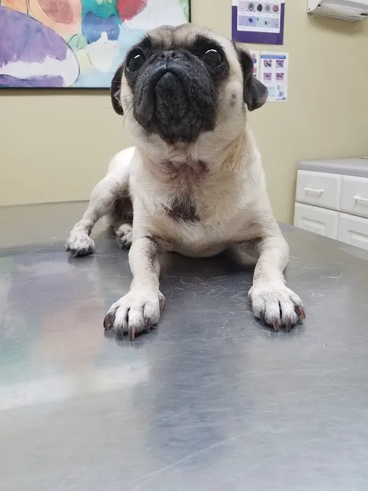 Katella Animal Clinic 12