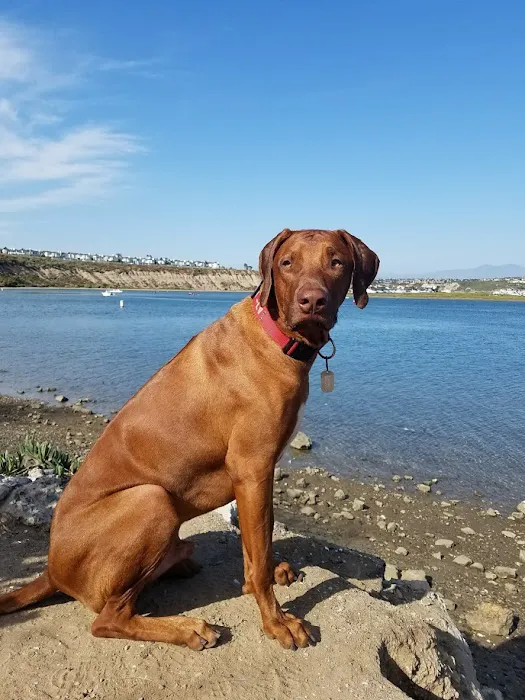 Beach City Animal Hospital 6