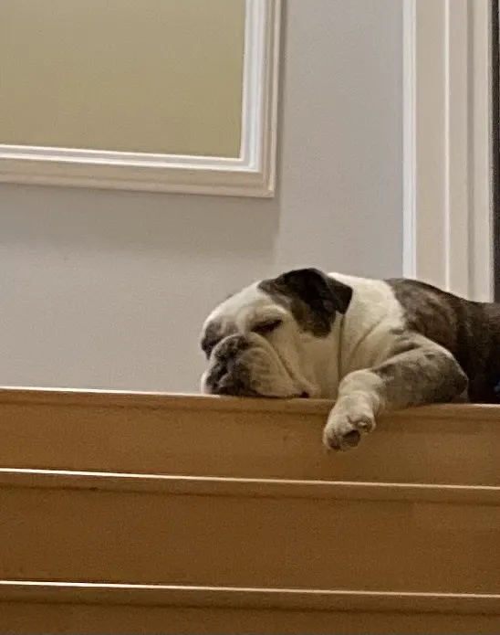 Beach City Animal Hospital 10