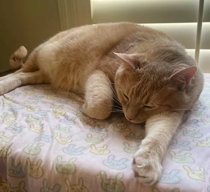 Beach City Animal Hospital 1