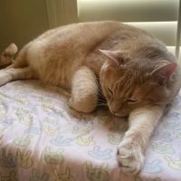 Beach City Animal Hospital ico