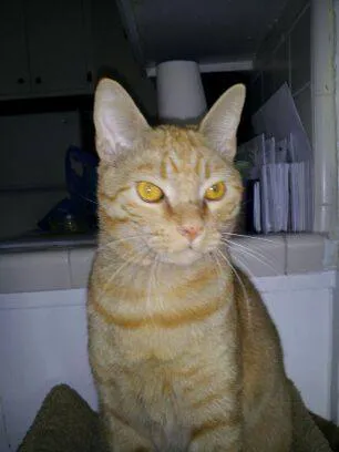 Magnolia Animal Hospital 12
