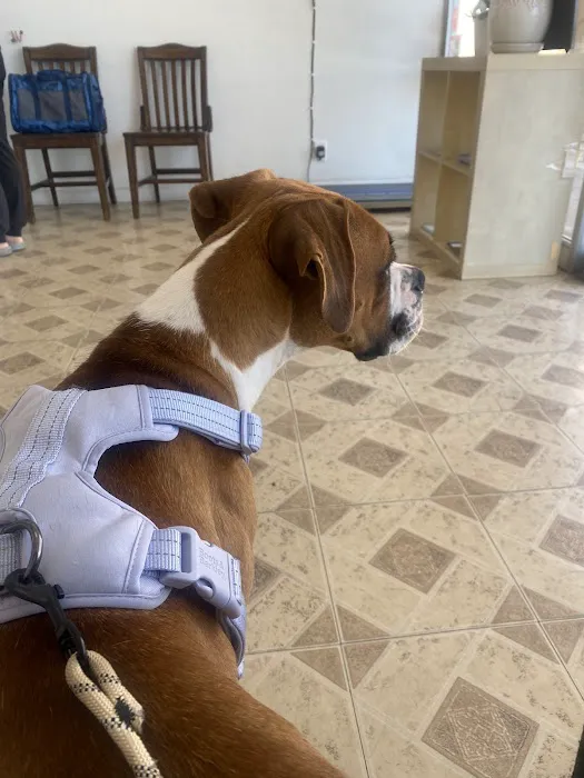 JYK Veterinary Clinic 12
