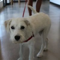 Seal Beach Animal Hospital ico