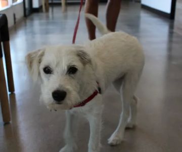 Seal Beach Animal Hospital