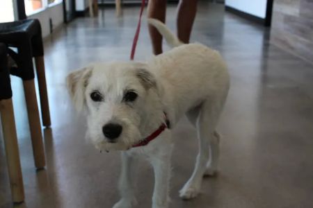 Seal Beach Animal Hospital