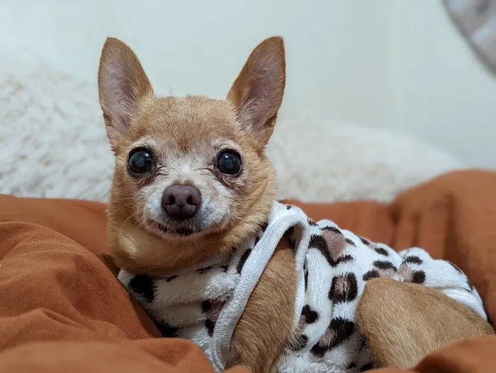 Vetco Total Care Animal Hospital 2