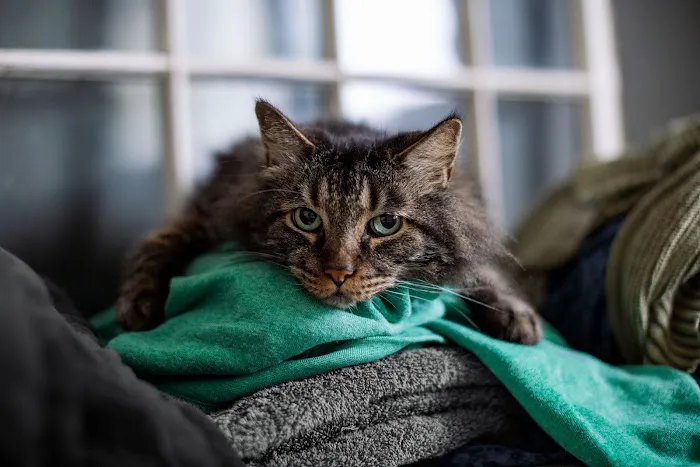 Belmont Shore Veterinary Hospital 6