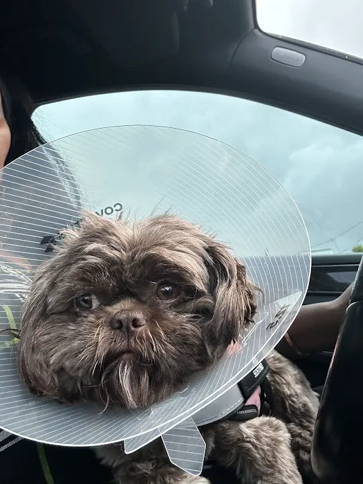 Belmont Shore Veterinary Hospital 7