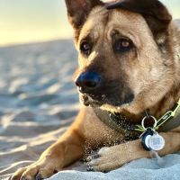 Belmont Shore Veterinary Hospital ico