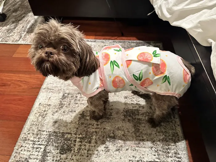 Belmont Shore Veterinary Hospital 4