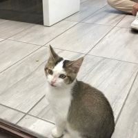 Los Coyotes Pet Hospital ico