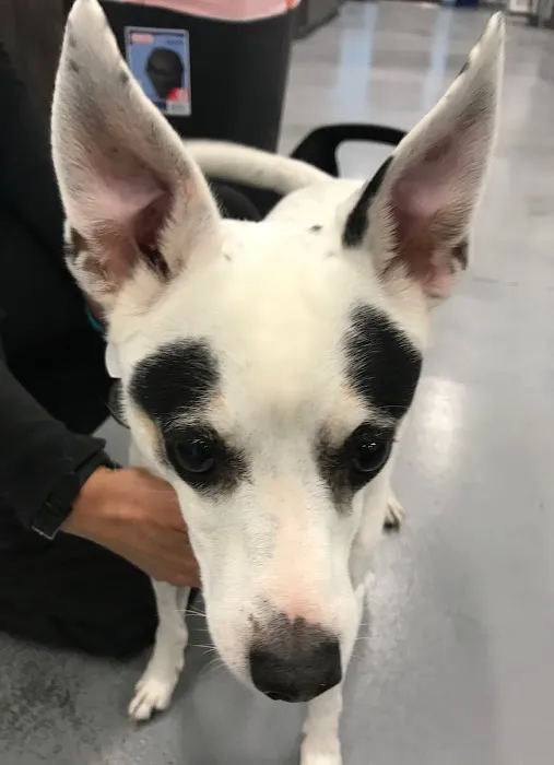 Los Coyotes Pet Hospital 3