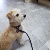 Artesia Animal Hospital ico