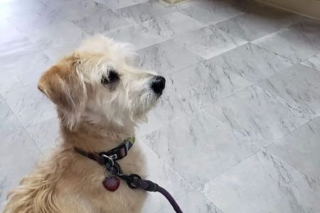 Artesia Animal Hospital