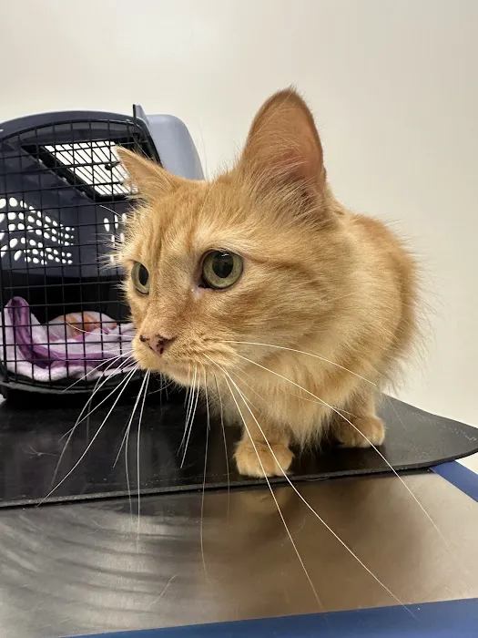 Lakewood Pet Vet 4