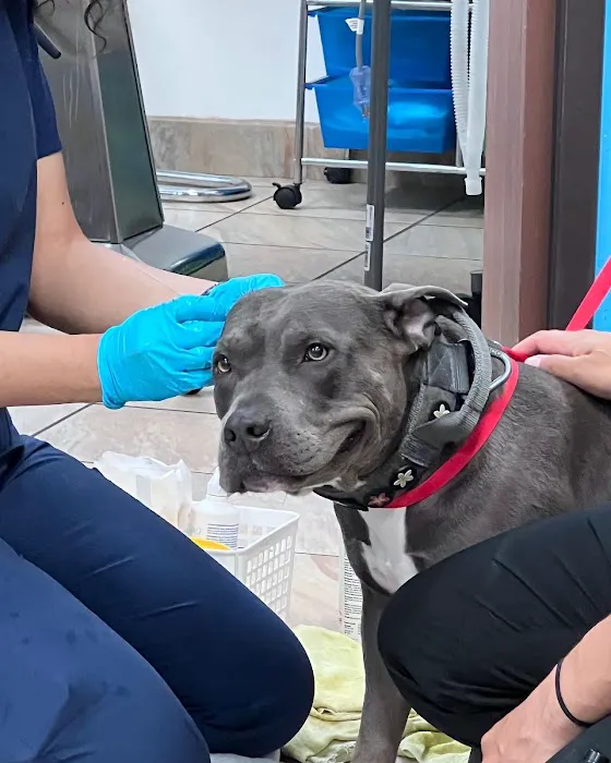 Lakewood Pet Vet 6