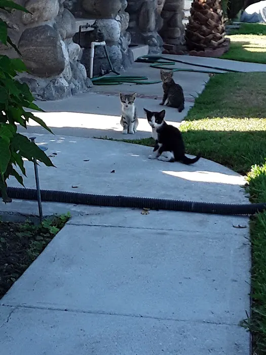 Spring Animal Hospital 12