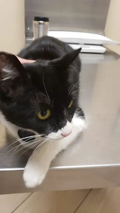 Spring Animal Hospital 12