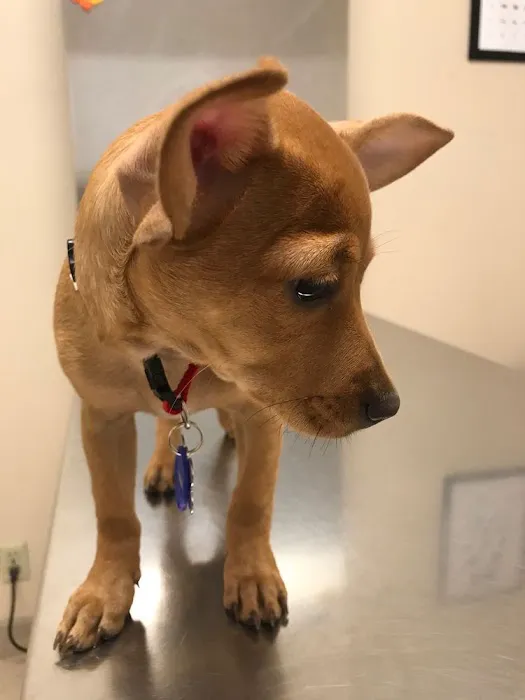 Spring Animal Hospital 12