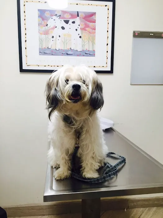 Spring Animal Hospital 12