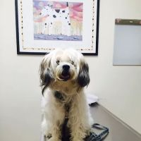 Spring Animal Hospital ico