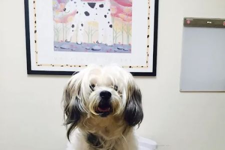 Spring Animal Hospital