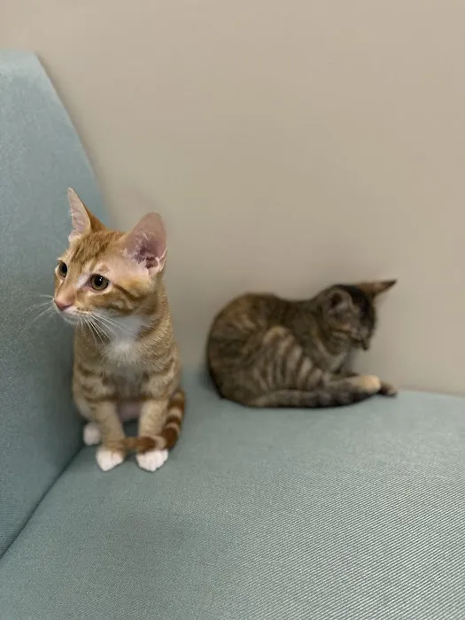 Aspire Veterinary Center 12